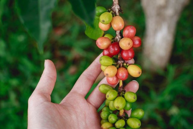 cafeína según variedad y origen del grano