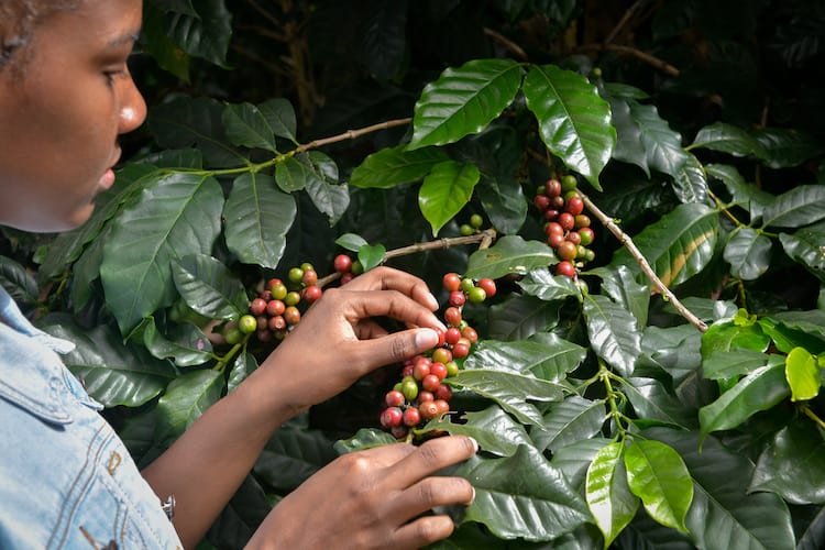 cómo se produce el café la recolección