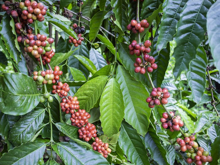 de donde sale el café cafeto