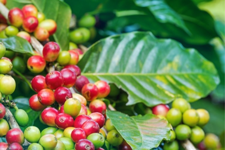 cafe en grano arabica