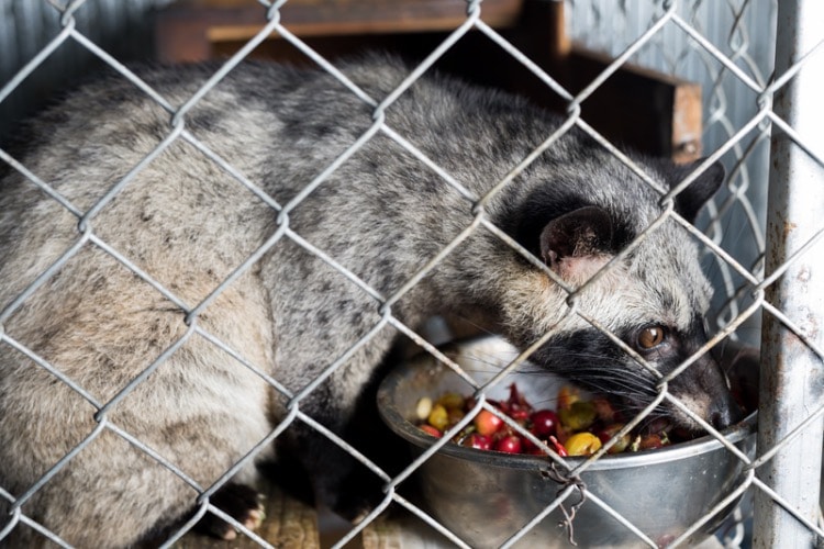 café más caro del mundo animal
