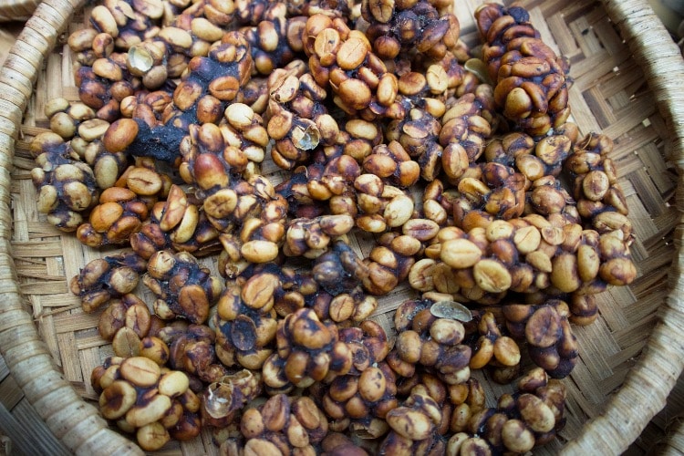 Kopi Luwak o café de civeta
