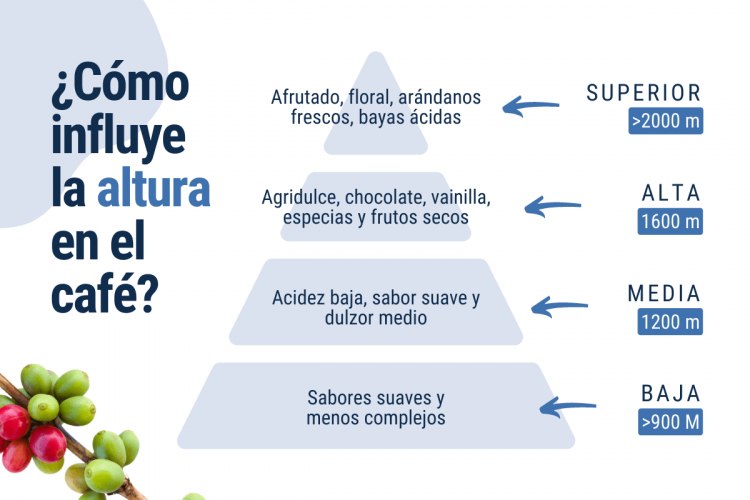 cómo influye la altura en el sabor del café