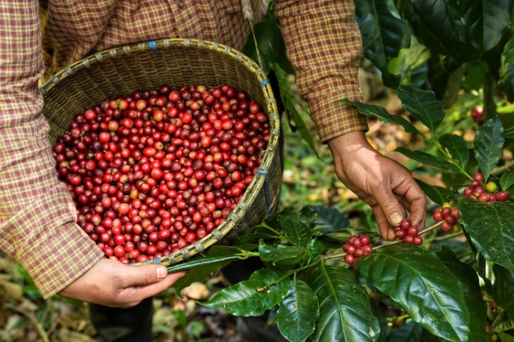 tipos de granos de café arábica