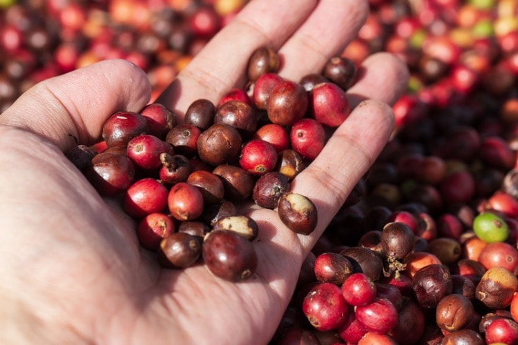 tipos de granos de café libérica