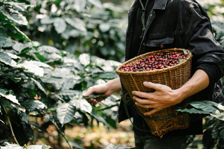 café de especialidad qué es
