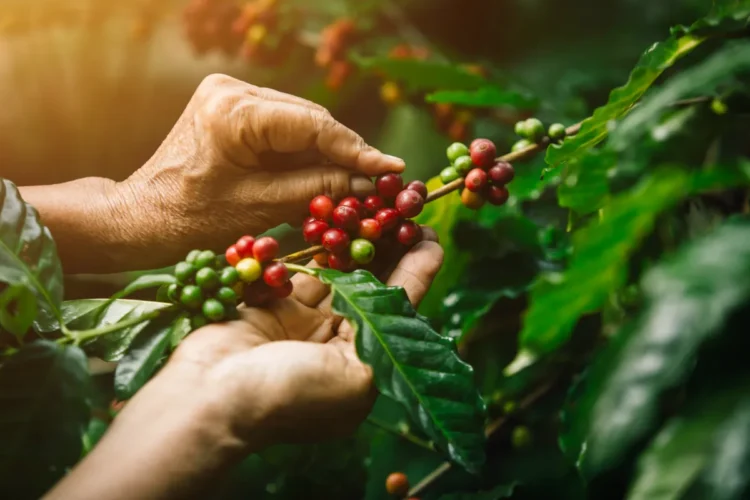 el origen del café